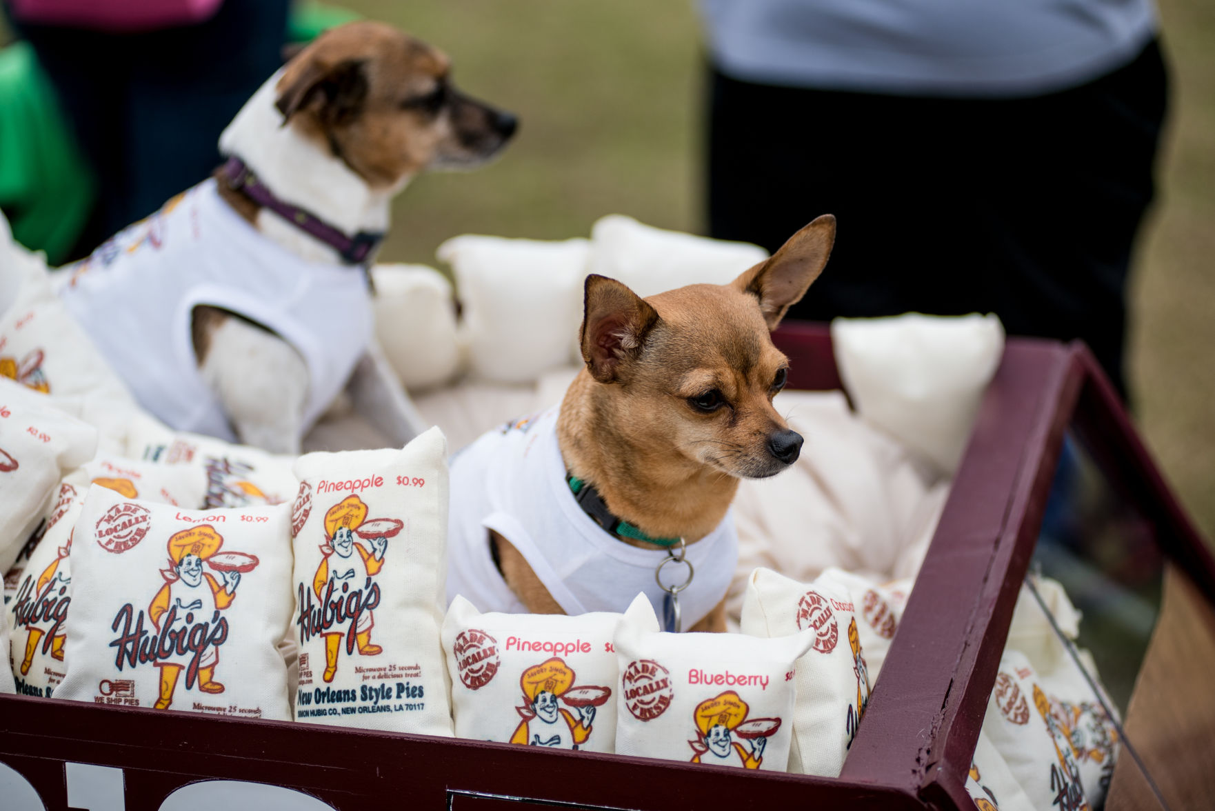 NO.petfest.021119.01208.jpg